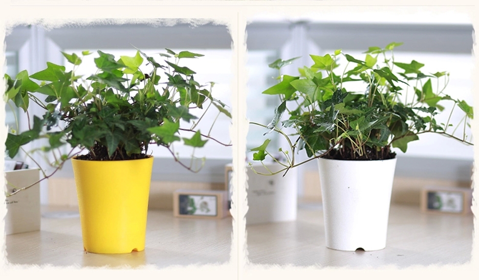 注意：辦公室植物擺放風(fēng)水禁忌以下幾點