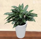 辦公室裝修辦公室裝修設計綠植擺放的優(yōu)點和好處：