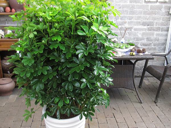 公司辦公室門口放什么植物好？哪些植物適合放辦公室門頭？