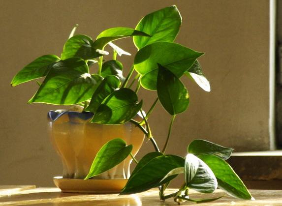 北京辦公室裝修后綠植擺放講究？